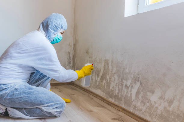 Licensed Mold Remediation service in Clifton, IL - WQB Mold Removal